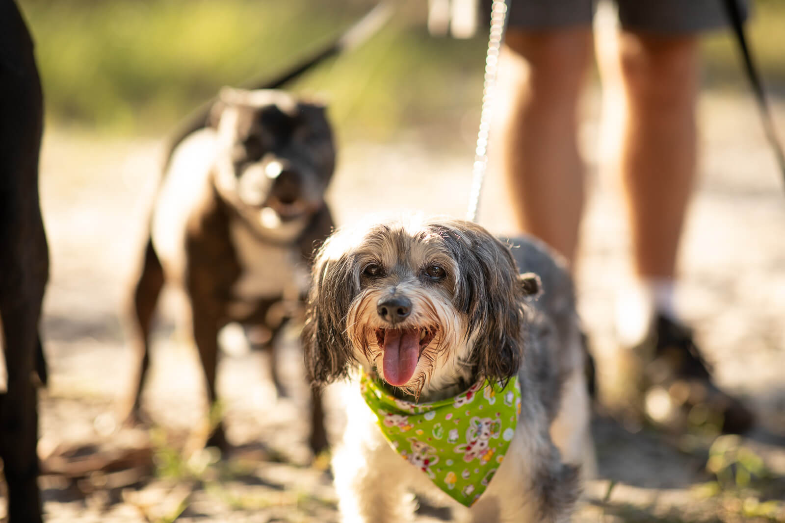 Dog Boarding Sydney