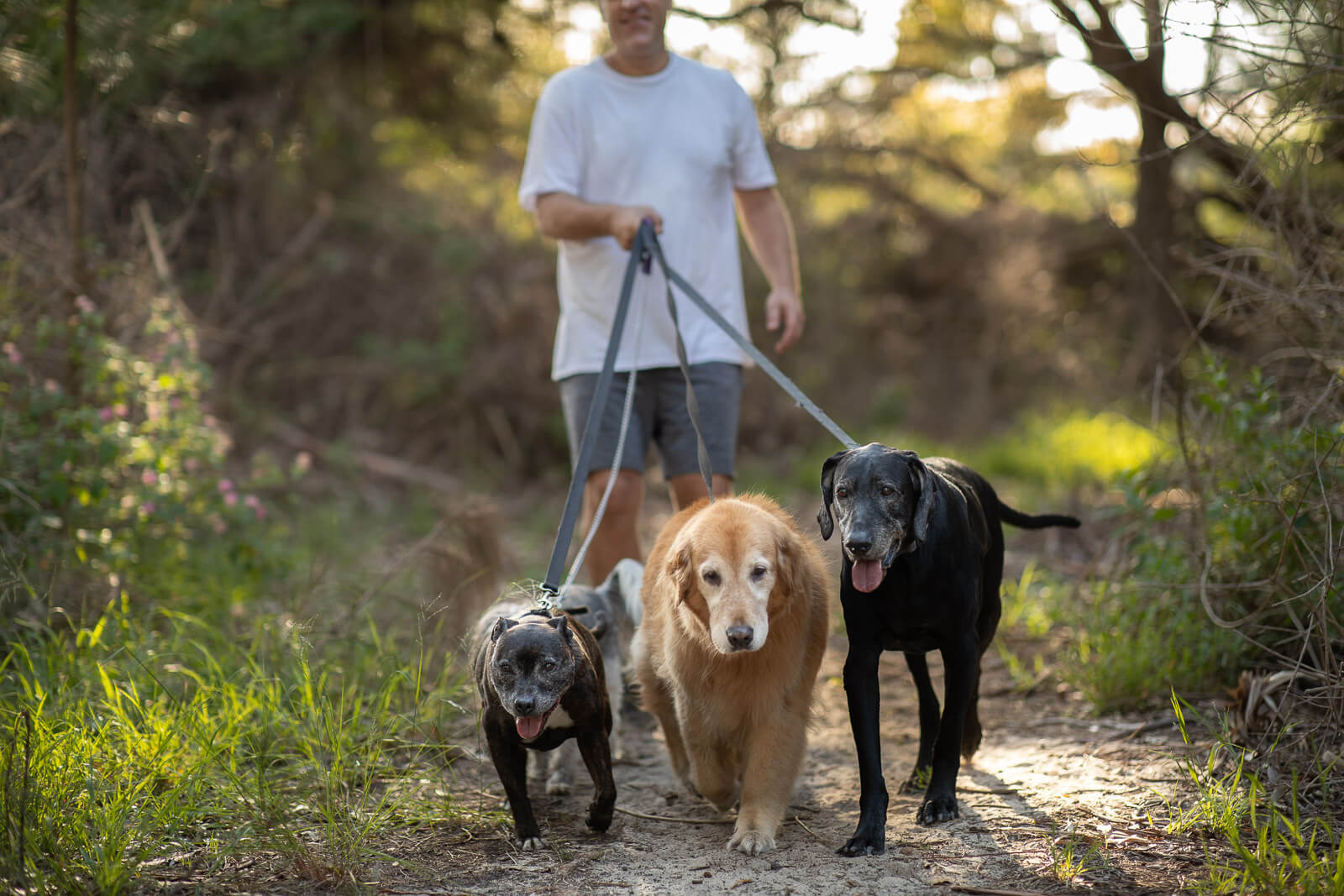 Doggy daycare Sydney