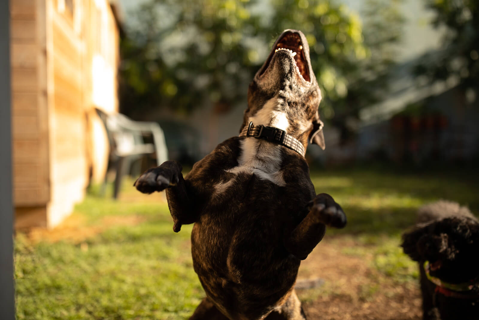 doggy daycare Sydney