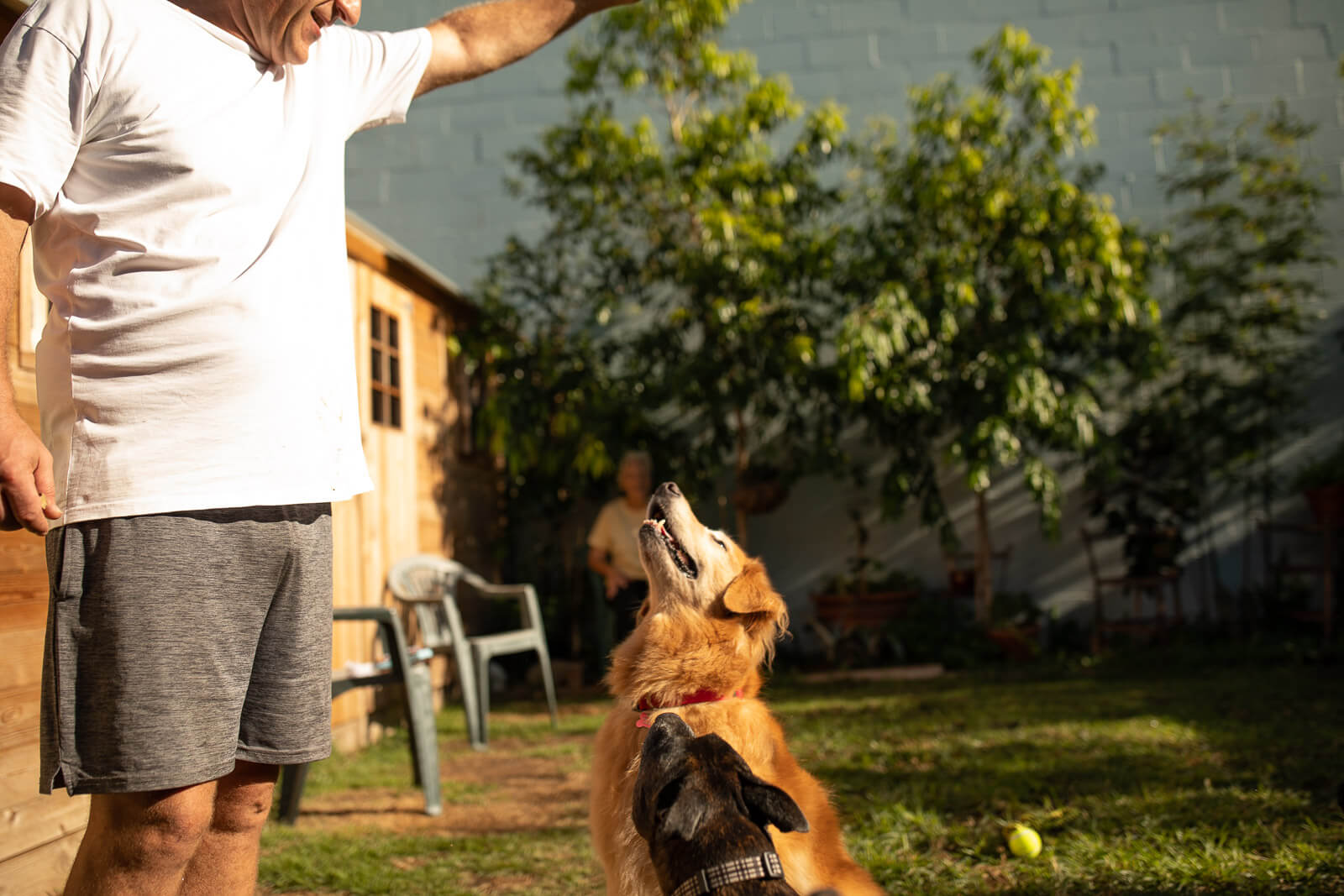 Dog Boarding Sydney Paws Inn No Kennels or Cages Dog Boarding