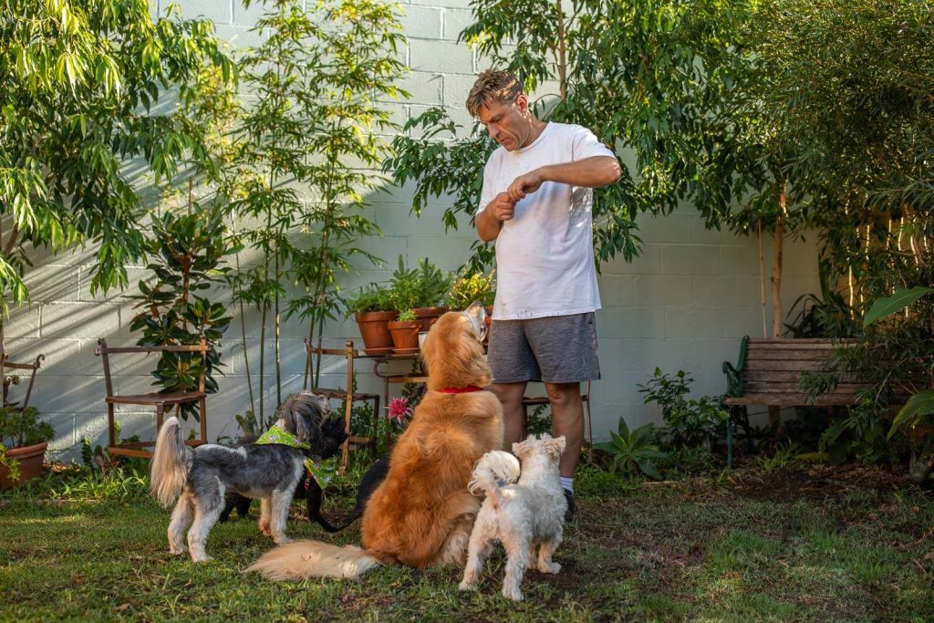 Dog Boarding Sydney Paws Inn No Kennels or Cages Dog Boarding