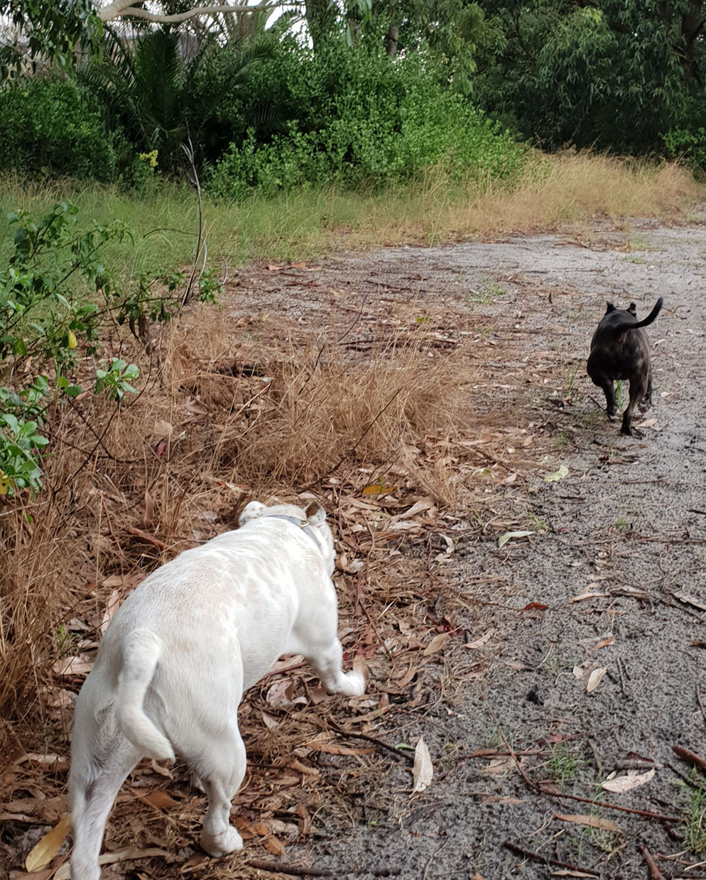 Long term on sale dog boarding