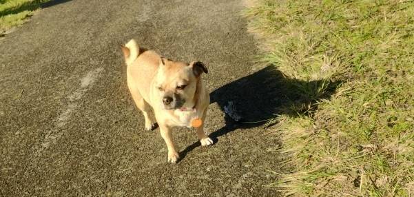 Fanta at Paws Inn